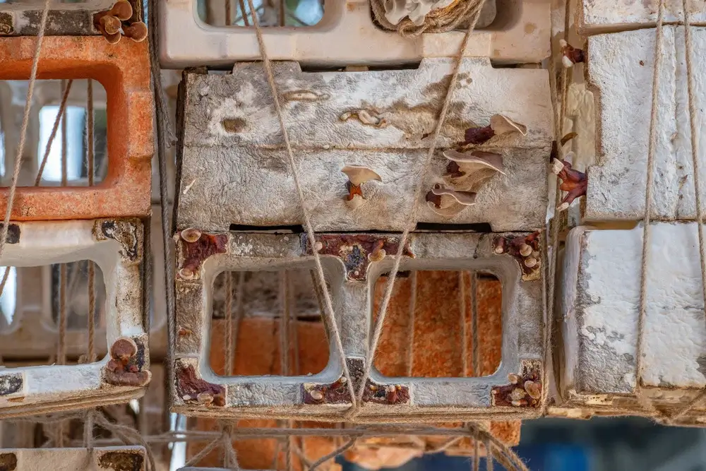 Inverted Architecture by Studio Link-Arc